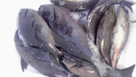 鵜来島家本渡船 釣果