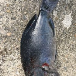 鵜来島家本渡船 釣果