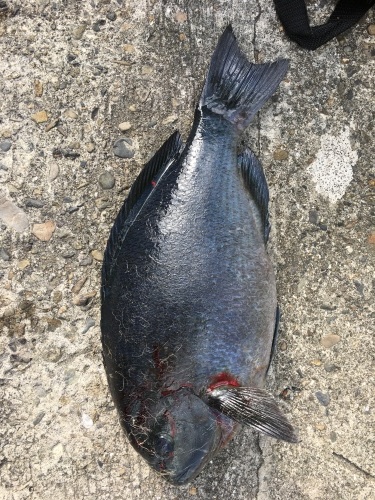 鵜来島家本渡船 釣果