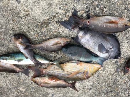 鵜来島家本渡船 釣果