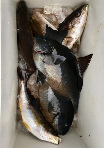 鵜来島家本渡船 釣果