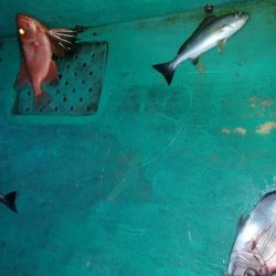 第二むつ漁丸 釣果