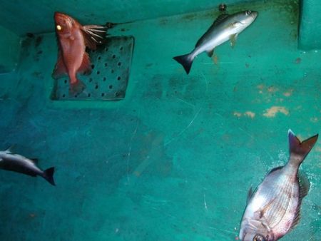 第二むつ漁丸 釣果