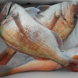 こうゆう丸 釣果