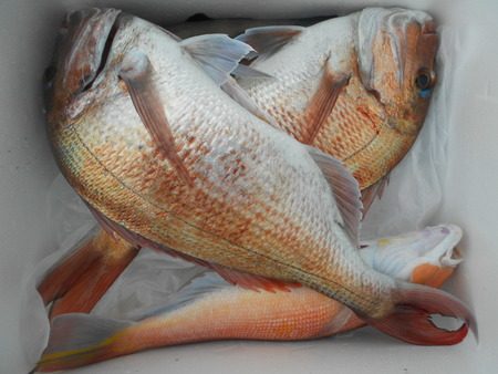 こうゆう丸 釣果