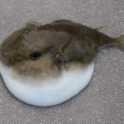 へいみつ丸 釣果