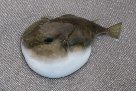 へいみつ丸 釣果