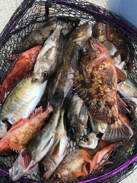 第二辰丸 釣果