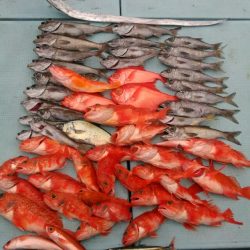 あき丸 釣果