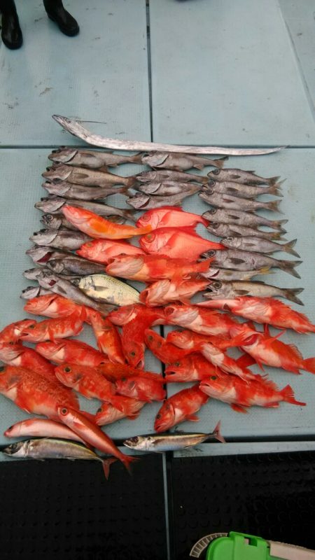 あき丸 釣果
