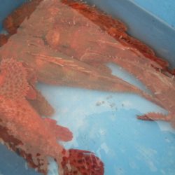 こうゆう丸 釣果