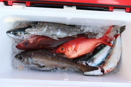 へいみつ丸 釣果