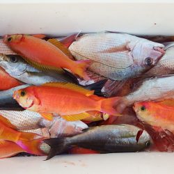 第三むつりょう丸 釣果