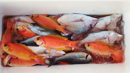 第三むつりょう丸 釣果