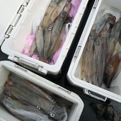 IDATEN(イダテン) 釣果