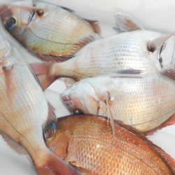 こうゆう丸 釣果