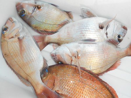 こうゆう丸 釣果