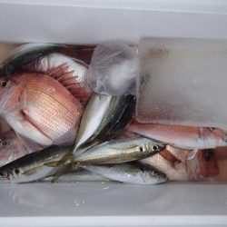 第二むつ漁丸 釣果