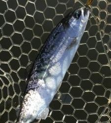 フィッシング サンクチュアリ 釣果