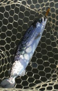 フィッシング サンクチュアリ 釣果