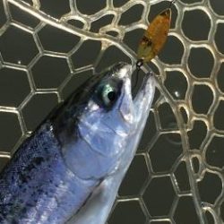 フィッシング サンクチュアリ 釣果