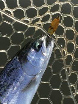 フィッシング サンクチュアリ 釣果