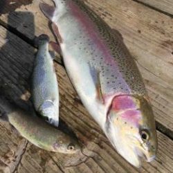 フィッシング サンクチュアリ 釣果