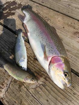 フィッシング サンクチュアリ 釣果