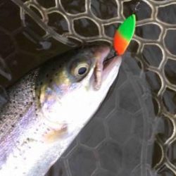 フィッシング サンクチュアリ 釣果