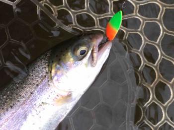 フィッシング サンクチュアリ 釣果