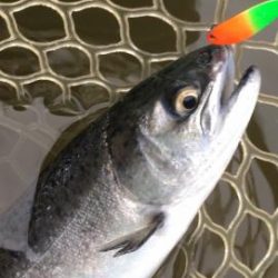 フィッシング サンクチュアリ 釣果