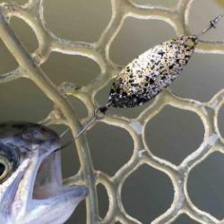 フィッシング サンクチュアリ 釣果