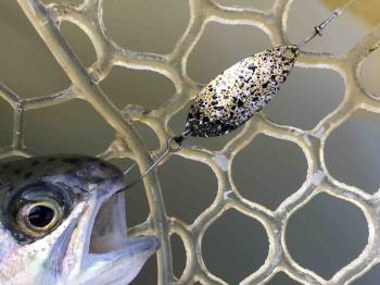 フィッシング サンクチュアリ 釣果