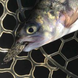 フィッシング サンクチュアリ 釣果