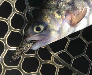 フィッシング サンクチュアリ 釣果