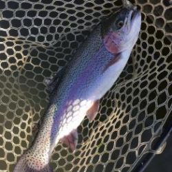 フィッシング サンクチュアリ 釣果