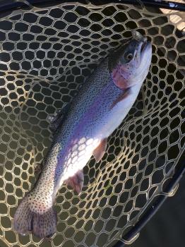 フィッシング サンクチュアリ 釣果