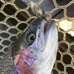 フィッシング サンクチュアリ 釣果