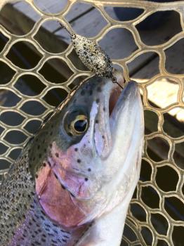 フィッシング サンクチュアリ 釣果