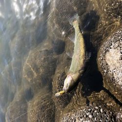 志高湖フィッシング 釣果