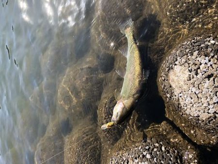 志高湖フィッシング 釣果