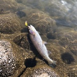 志高湖フィッシング 釣果