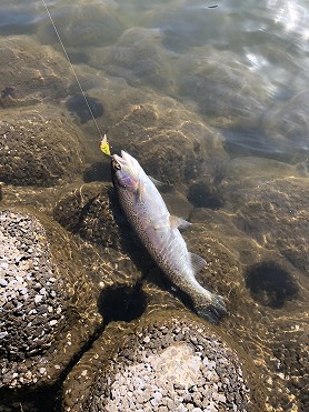 志高湖フィッシング 釣果