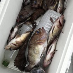 リトルワン 釣果