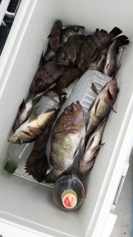 リトルワン 釣果