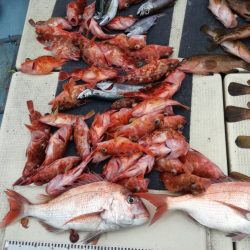 リトルワン 釣果