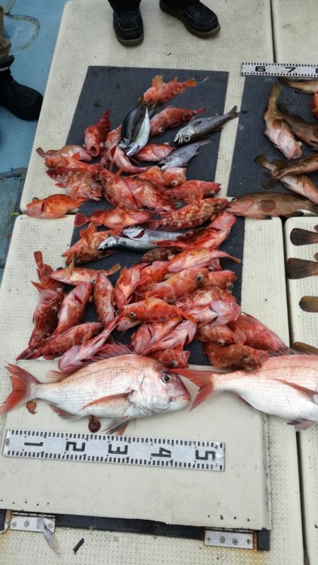 リトルワン 釣果