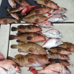 リトルワン 釣果