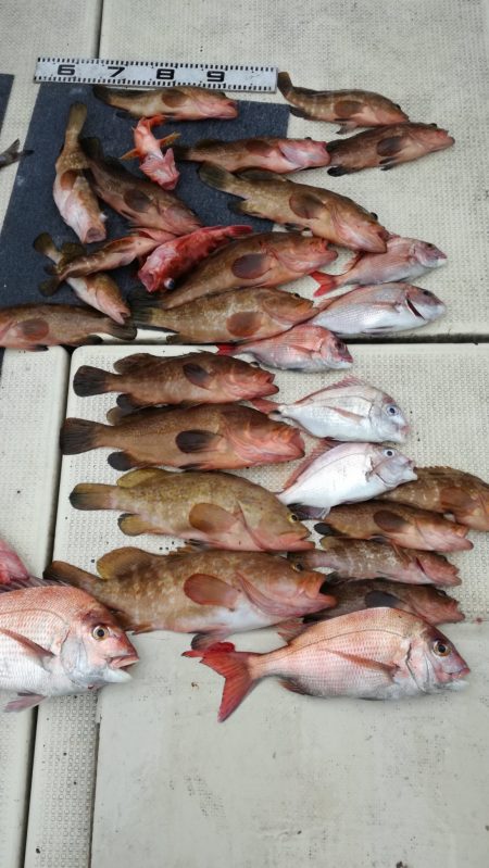 リトルワン 釣果