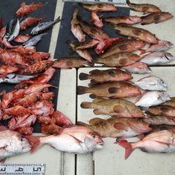 リトルワン 釣果